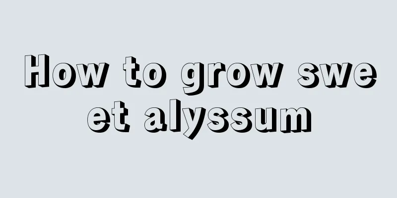 How to grow sweet alyssum