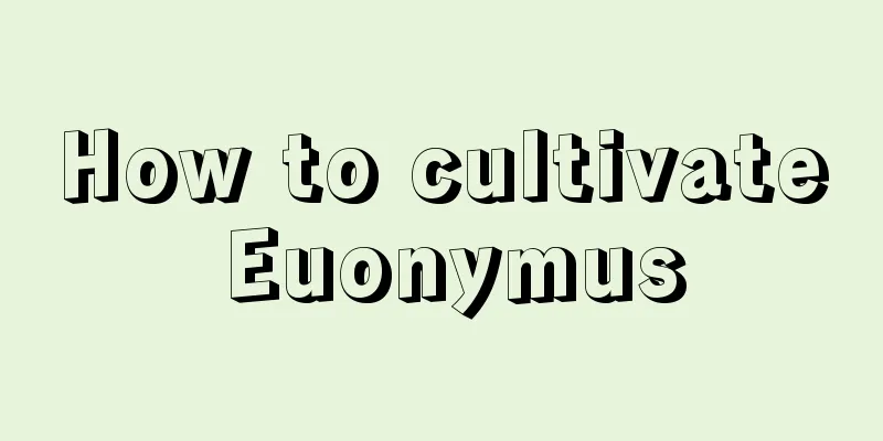 How to cultivate Euonymus