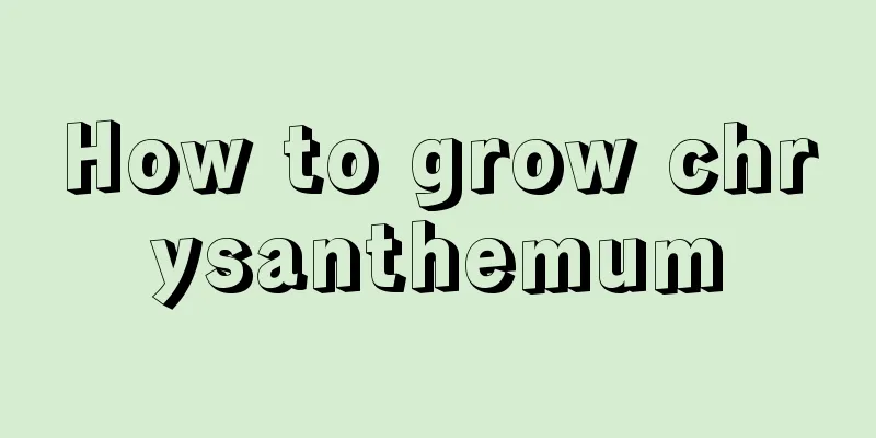 How to grow chrysanthemum