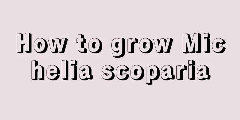 How to grow Michelia scoparia