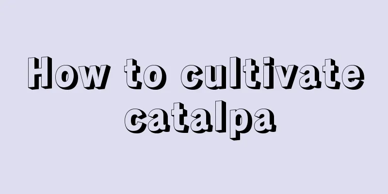 How to cultivate catalpa