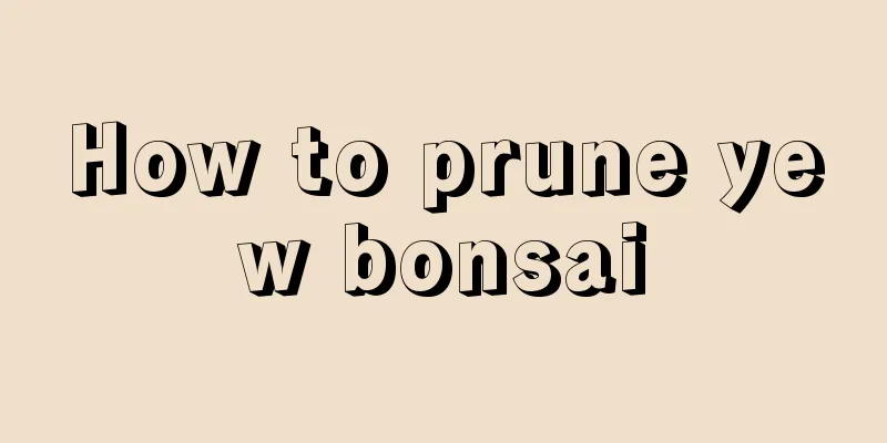 How to prune yew bonsai