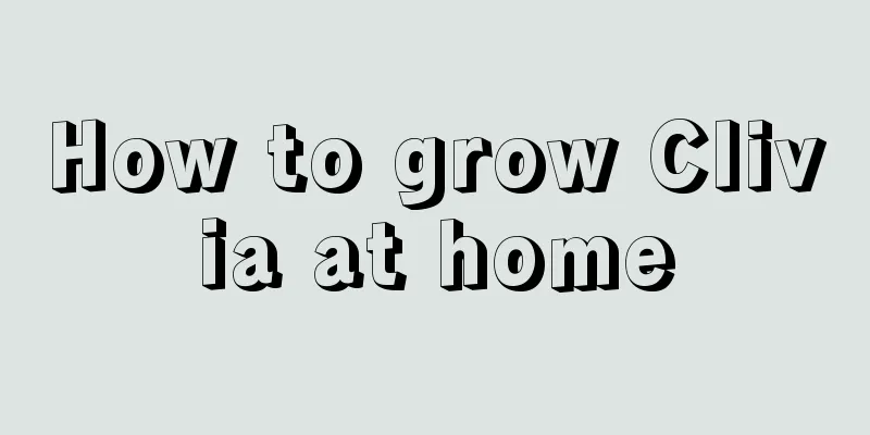 How to grow Clivia at home