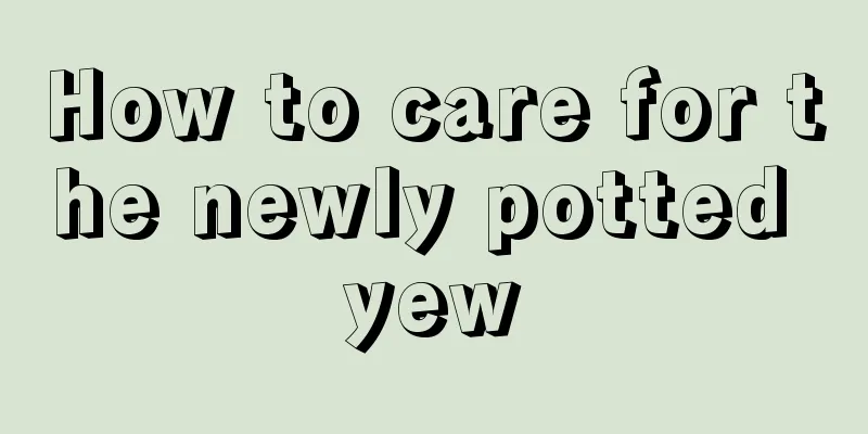 How to care for the newly potted yew