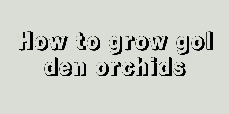 How to grow golden orchids