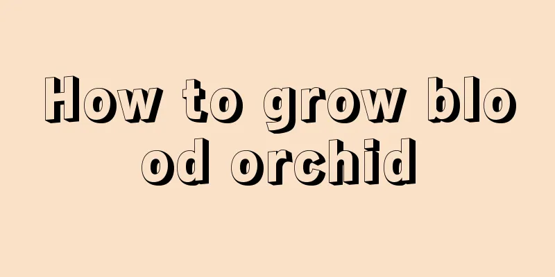 How to grow blood orchid