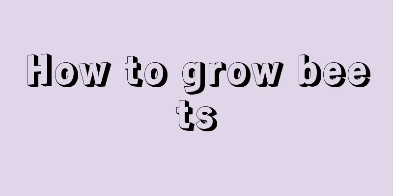 How to grow beets