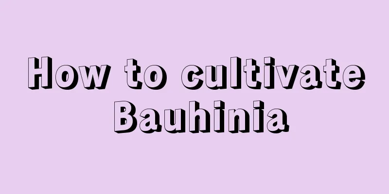 How to cultivate Bauhinia