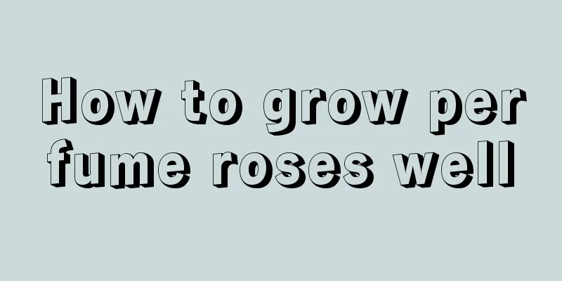 How to grow perfume roses well