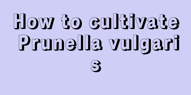 How to cultivate Prunella vulgaris