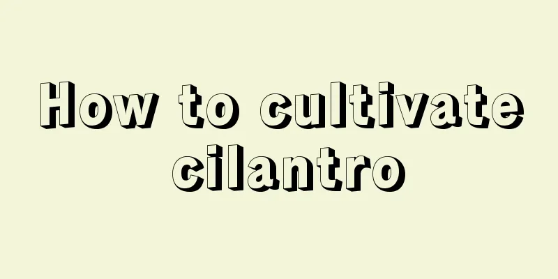 How to cultivate cilantro