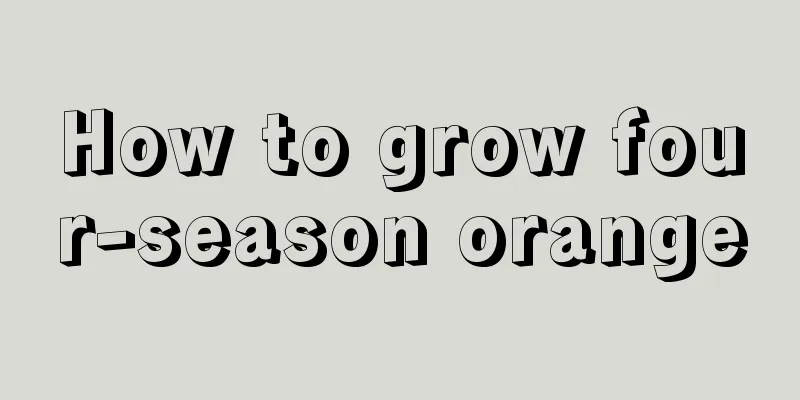 How to grow four-season orange