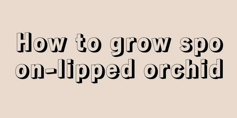 How to grow spoon-lipped orchid