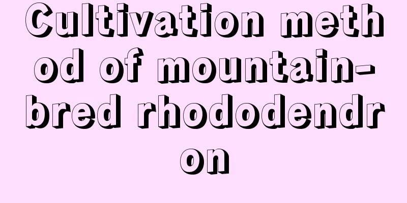 Cultivation method of mountain-bred rhododendron