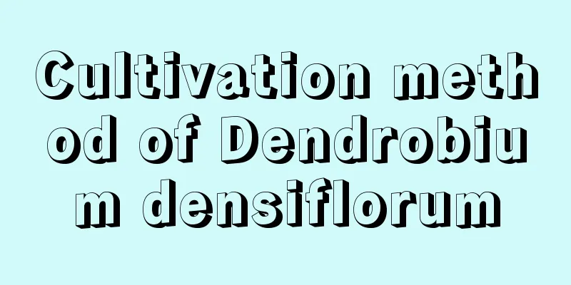 Cultivation method of Dendrobium densiflorum