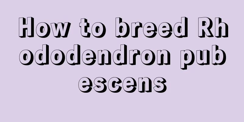 How to breed Rhododendron pubescens