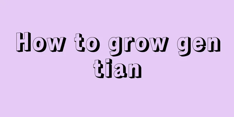 How to grow gentian