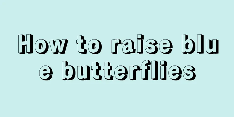 How to raise blue butterflies