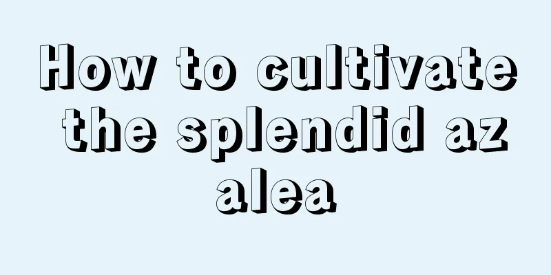 How to cultivate the splendid azalea