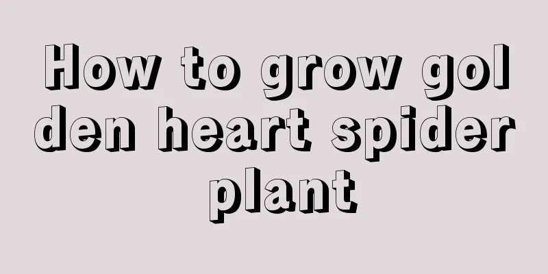 How to grow golden heart spider plant