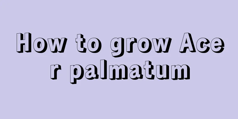 How to grow Acer palmatum