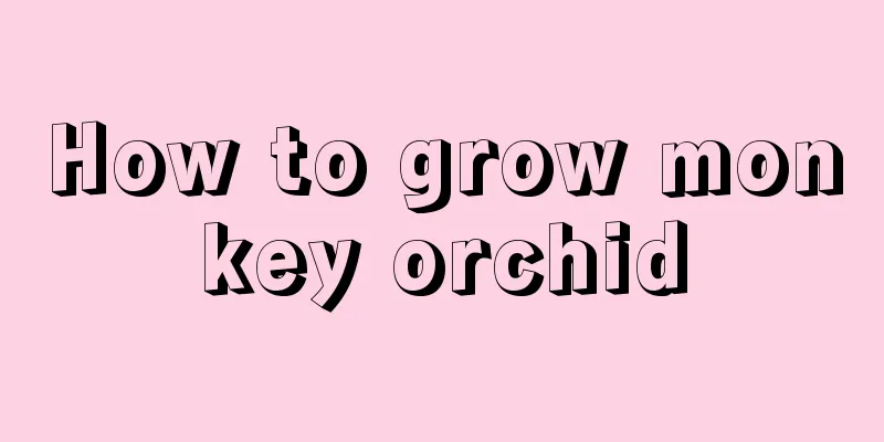 How to grow monkey orchid