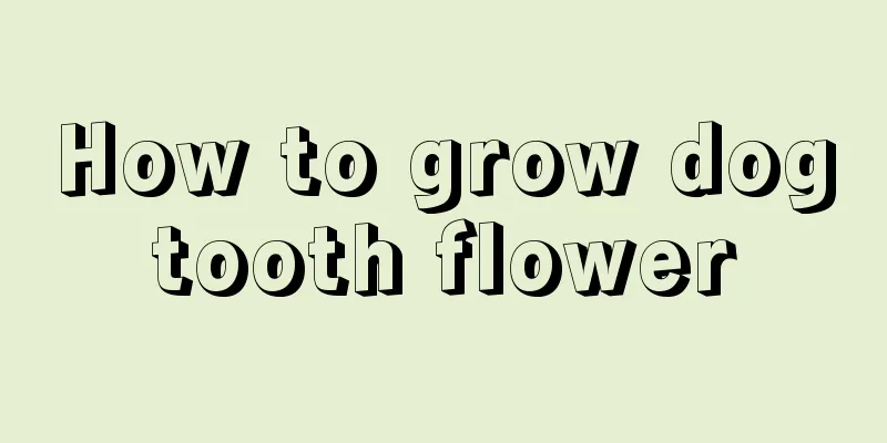 How to grow dogtooth flower