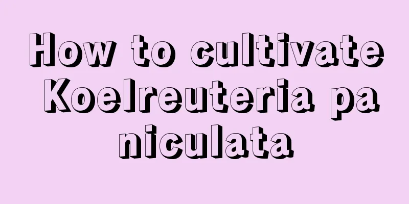 How to cultivate Koelreuteria paniculata