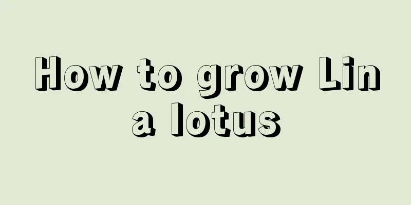 How to grow Lina lotus