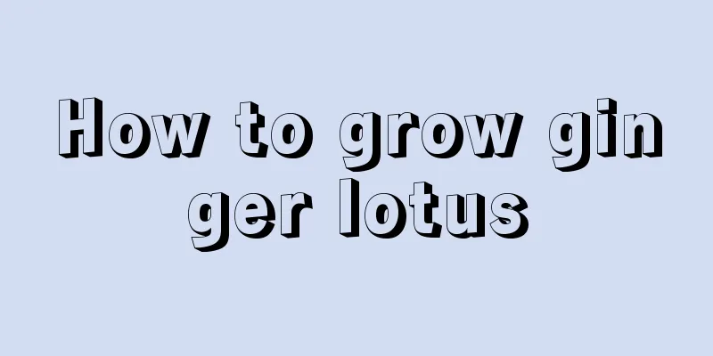 How to grow ginger lotus