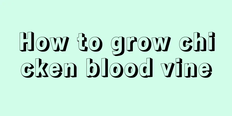 How to grow chicken blood vine