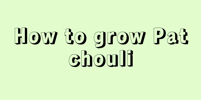 How to grow Patchouli