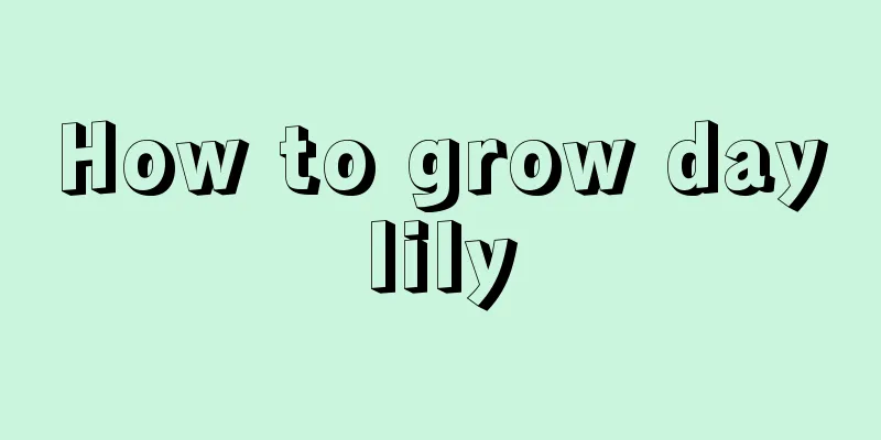 How to grow daylily