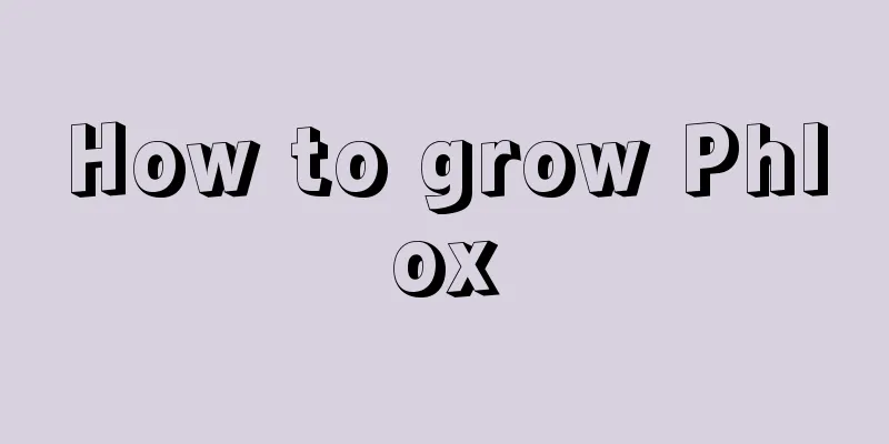 How to grow Phlox