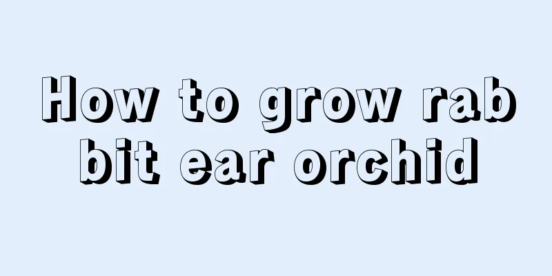 How to grow rabbit ear orchid