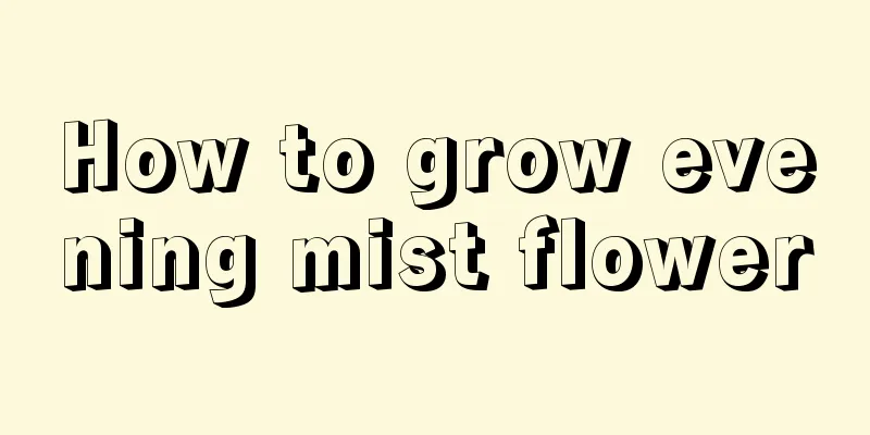 How to grow evening mist flower