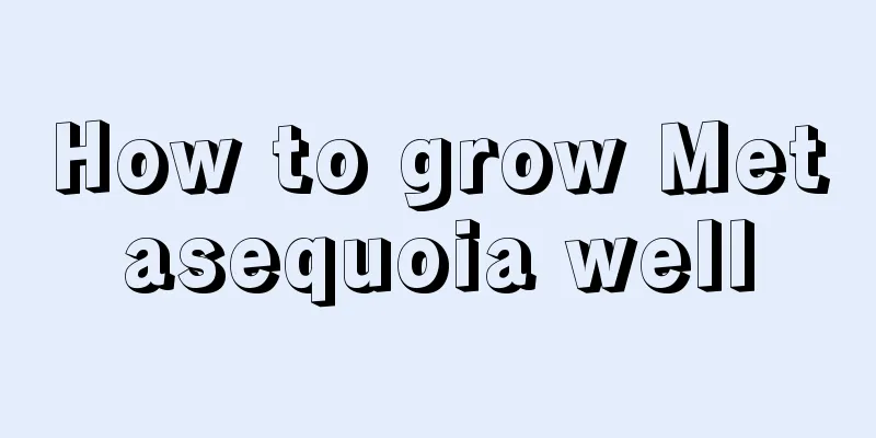 How to grow Metasequoia well