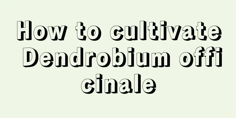 How to cultivate Dendrobium officinale