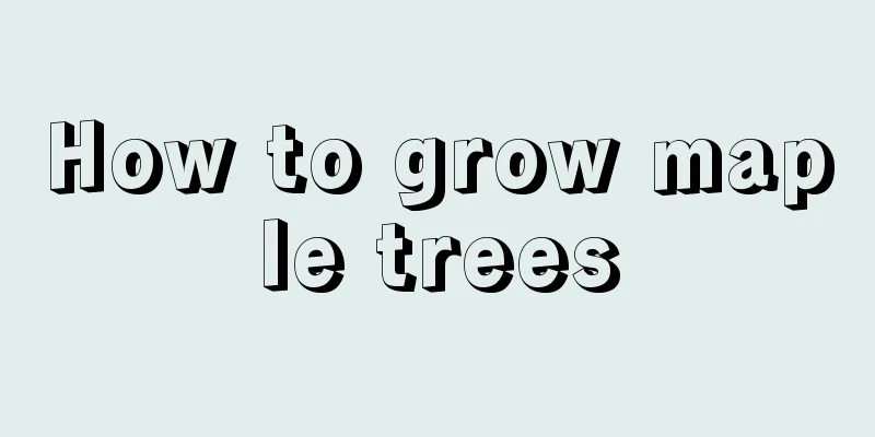 How to grow maple trees