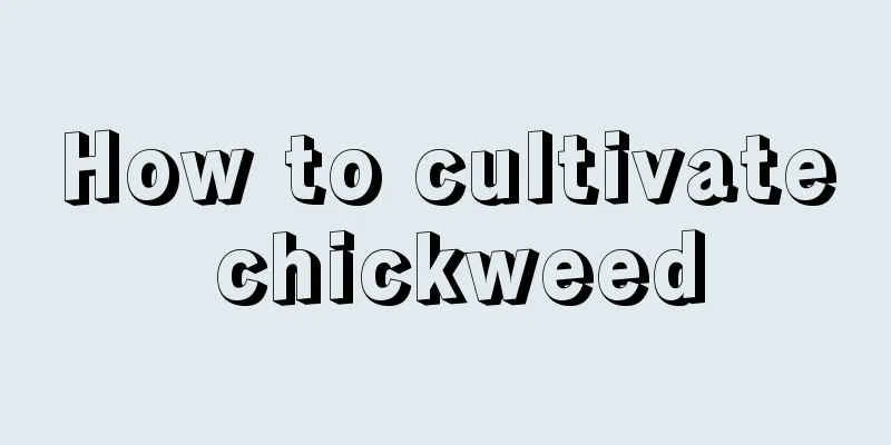 How to cultivate chickweed