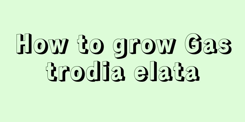 How to grow Gastrodia elata