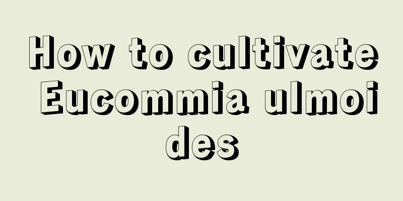 How to cultivate Eucommia ulmoides