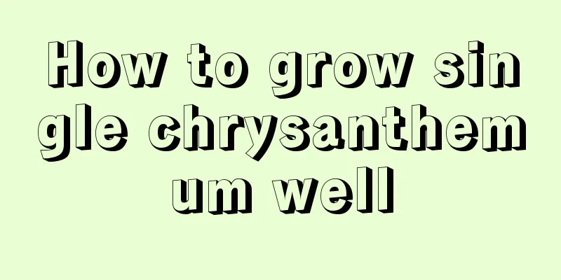 How to grow single chrysanthemum well