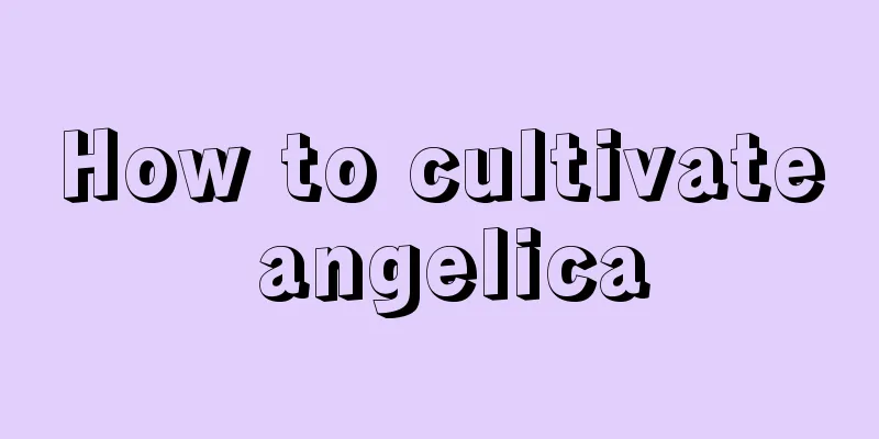 How to cultivate angelica