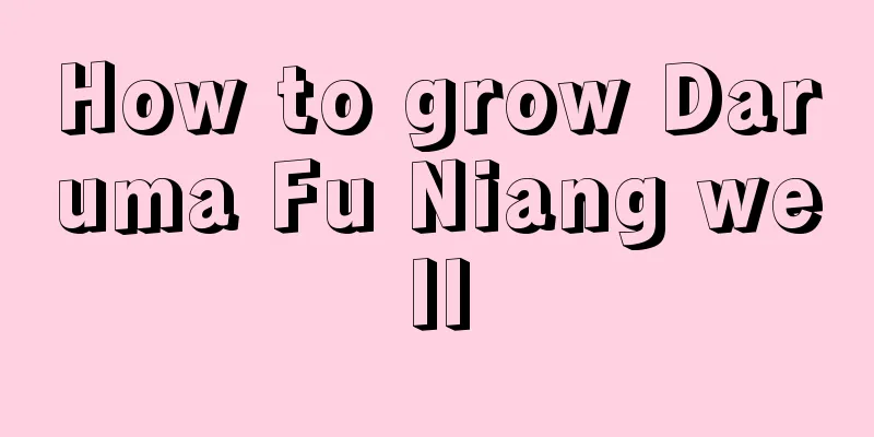 How to grow Daruma Fu Niang well