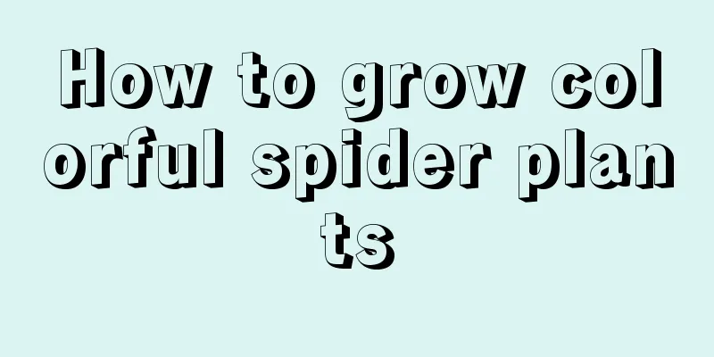 How to grow colorful spider plants