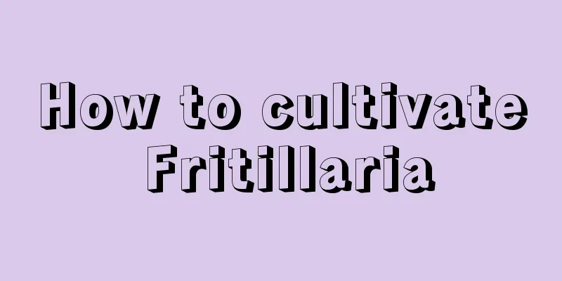 How to cultivate Fritillaria