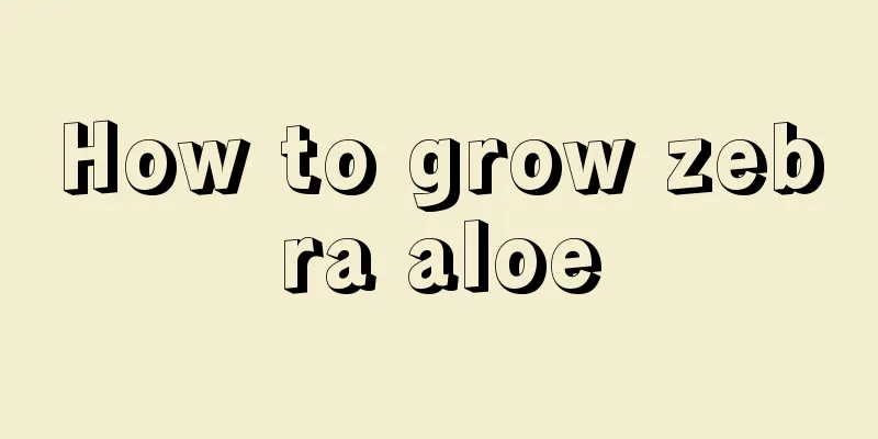 How to grow zebra aloe