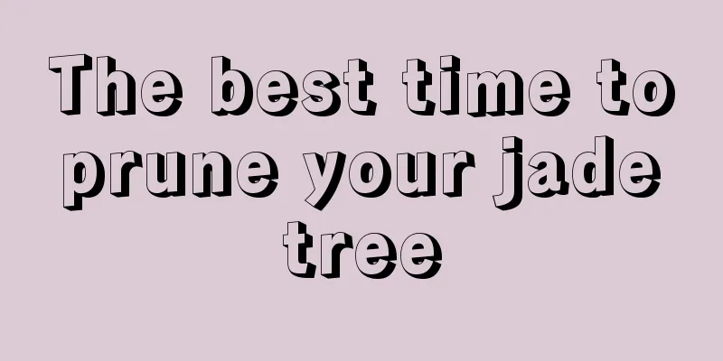 The best time to prune your jade tree