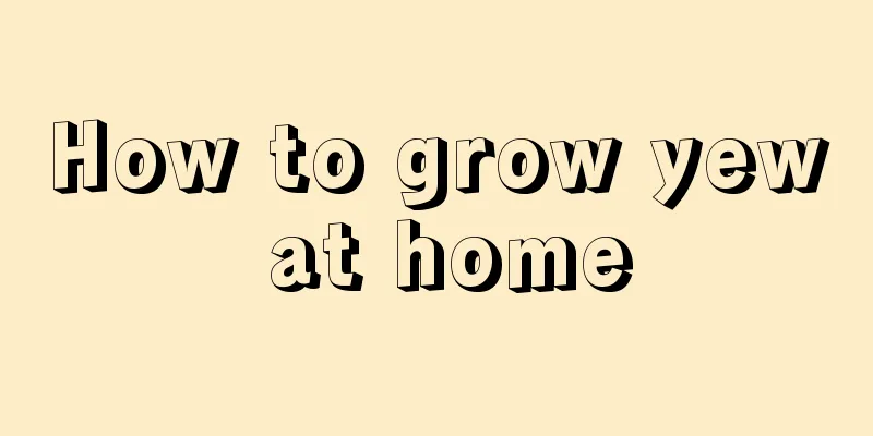 How to grow yew at home